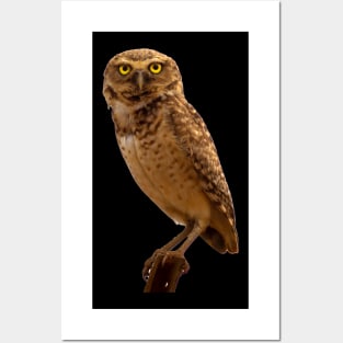 cute owl Posters and Art